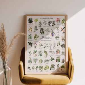 Poster Canvas - Plantas Medicinais